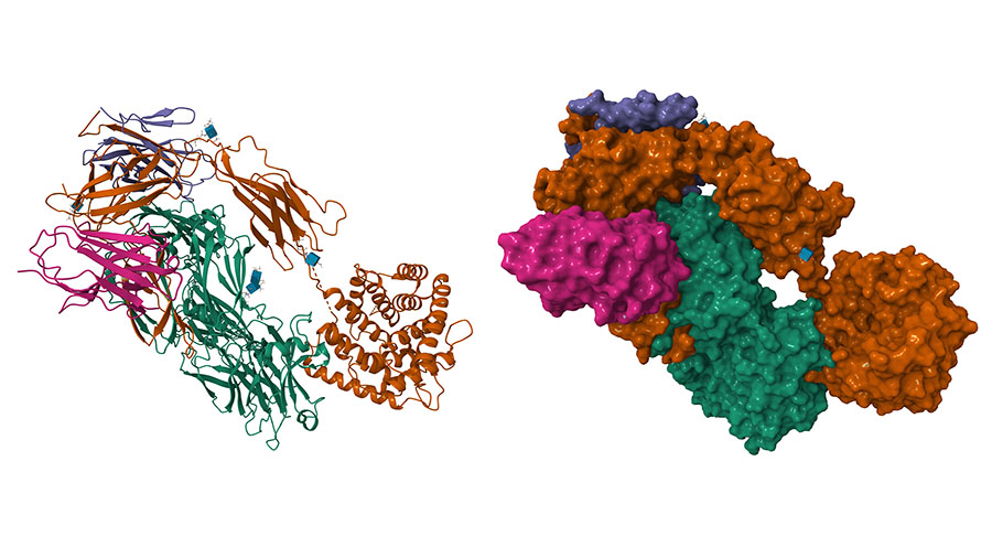 When things get SAPpy: Novel insights into complement