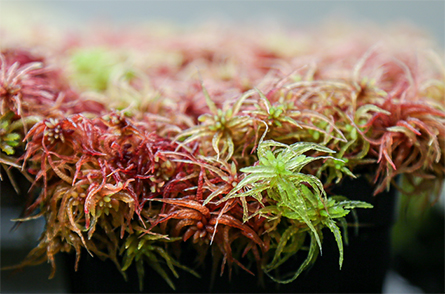 Sphagnum moss