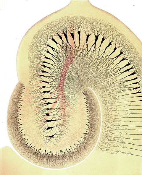 Nerve cells in the hippocampus, from Golgi’s On the Detailed Anatomy of the Central Organs of the Nervous System, 1885.