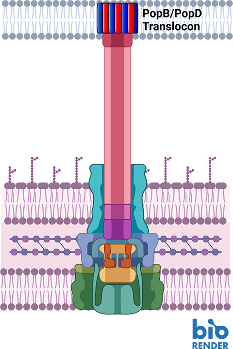The type 3 secretion system depends on two proteins, PopB and PopD (red and blue) creating a tunnel in the hosts’s cell wall.