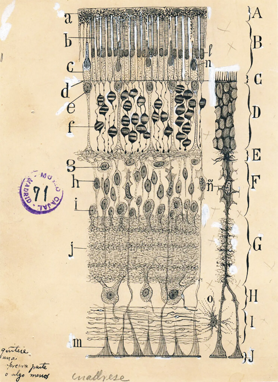 Cajal’s depiction of the retina, 1904. The receptors and pathways Cajal observed in the retina led him toward the theory of dynamic polarization.