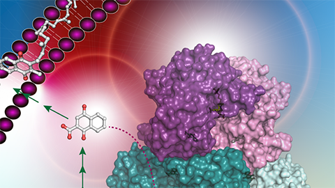 Finding novel drug targets in tuberculosis