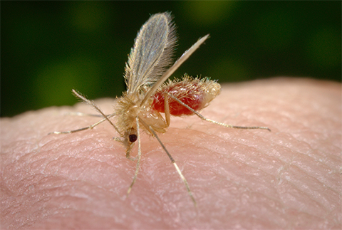 This Phlebotomus papatasi sandfly is in the process of ingesting its bloodmeal, which is visible through its distended transparent abdomen. Sandflies such as this spread the vector-borne parasitic disease leishmaniasis.