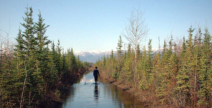 One of many images of the Alaskan boreal forest landscape from Kathleen Treseder’s private collection of field research photographs.