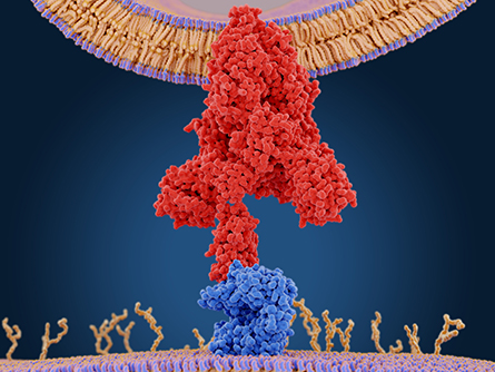 The coronavirus’s spike protein has three prongs for grabbing proteins on the surface of cells. Scientists are learning how omicron’s highly altered spike protein works to make the variant more transmissible.