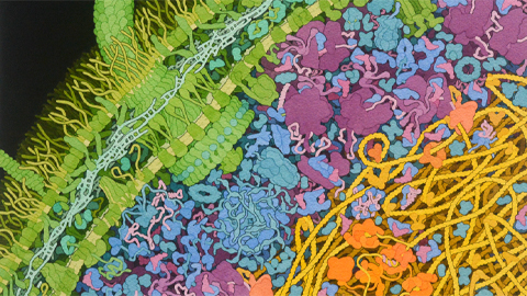 How bacteria fight back against promising antimicrobial peptide