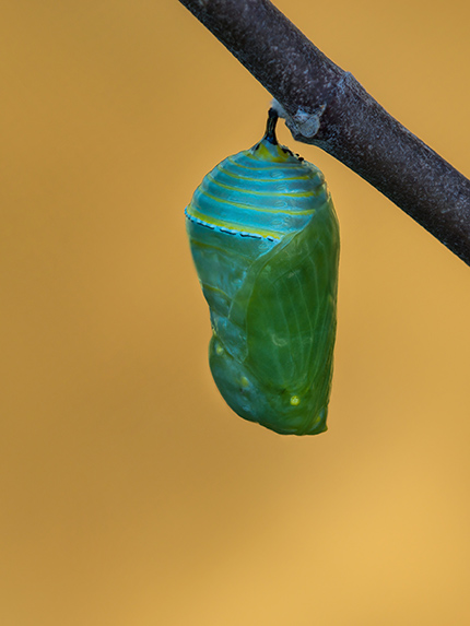Transform your grant applications
