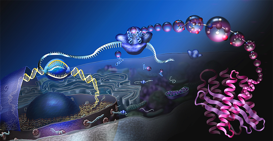 DNA is transcribed to RNA (left), which is translated to amino acids (center) that are folded into functional proteins (right).