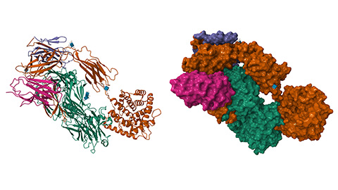 When things get SAPpy: Novel insights into complement