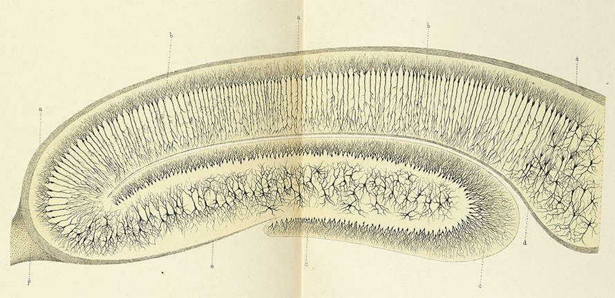 Illustration of hippocampus tissue stained with Golgi’s black reaction, revealing nerve cells. From his Opera omnia, 1903.