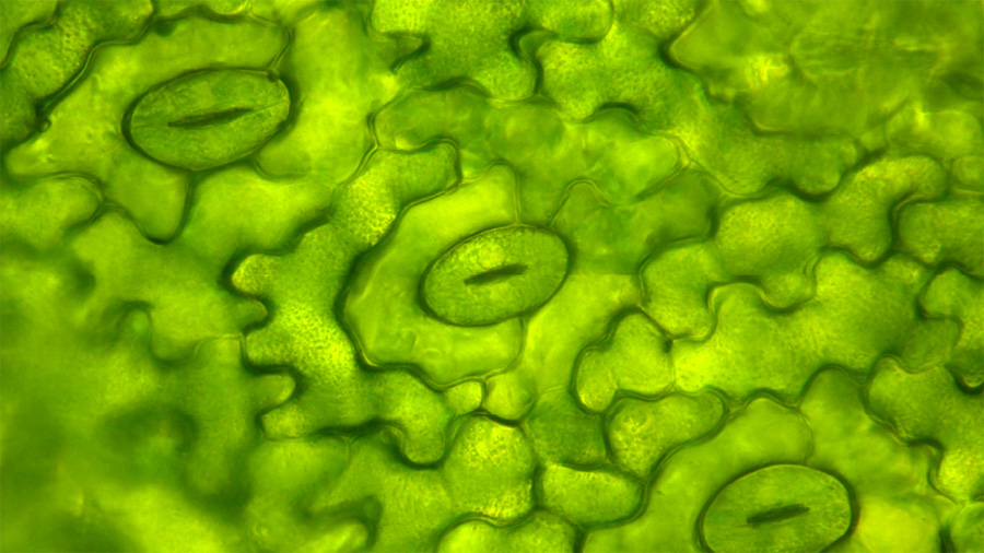 New insights into fatty acid biology image