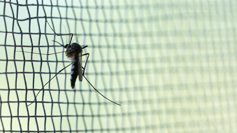 UTSW researchers report progress in malaria treatments