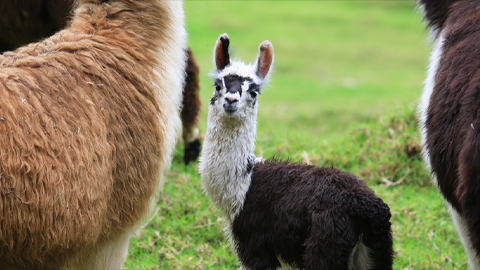 Breast milk from rhinos and dolphins and whales, oh my!