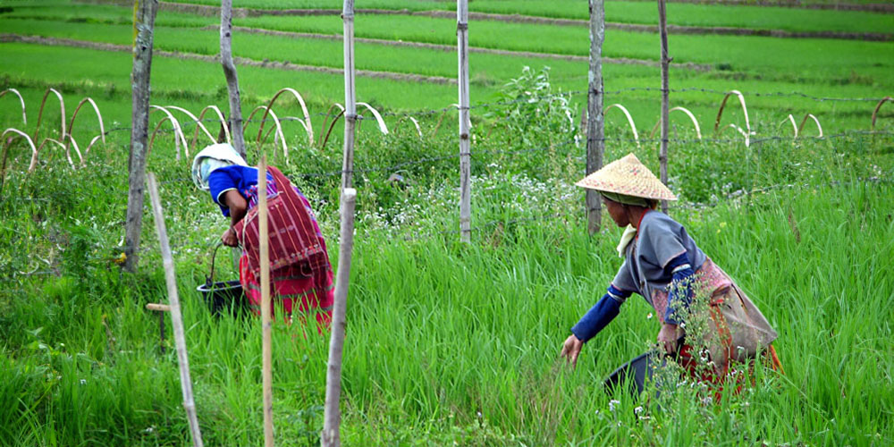 Ryż trawiasty zyskuje przewagę konkurencyjną dzięki swoim dzikim sąsiadom