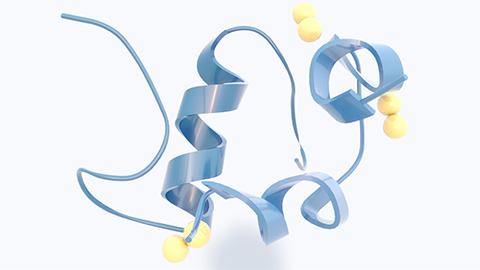 Insulin consists of two peptide chains, linked with two disulphide bridges shown in yellow (the third disulfide bridge has no role in the linkage).