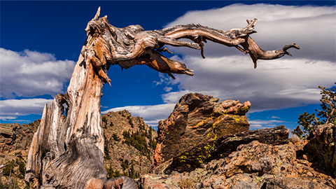 Bent into shape: The rules of tree form