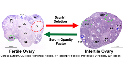 Bacterial protein reverses infertility by lowering cholesterol