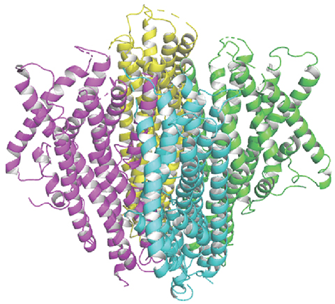 The BmGr9 receptor exists as a group of four subunits, each represented by a different color.