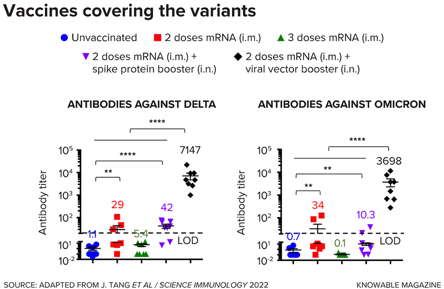 Mucosal boosters give better protection against new variants of the Covid-19 virus, rodent studies suggest. Researchers immunized mice against the original form of the SARS-CoV-2 virus using a standard injected mRNA vaccine. Some mice received an intranasal booster dose of either plain spike protein or a vaccine that uses another virus (AD5) modified to produce spike protein. Then they tested the mice to see if their antibodies were effective against two newer variants, Delta and Omicron. Mice that received intranasal boosters — especially the viral-vector booster — produced antibodies that were better at dealing with both of the new variants. Asterisks indicate treatments that showed statistically significant differences. i.m. = intramuscular; i.n. = intranasal. The horizontal dashed line, labelled LOD, represents the lower limit of detection; antibody levels below the line are not detectable.