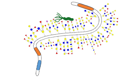 How mucus keeps us healthy