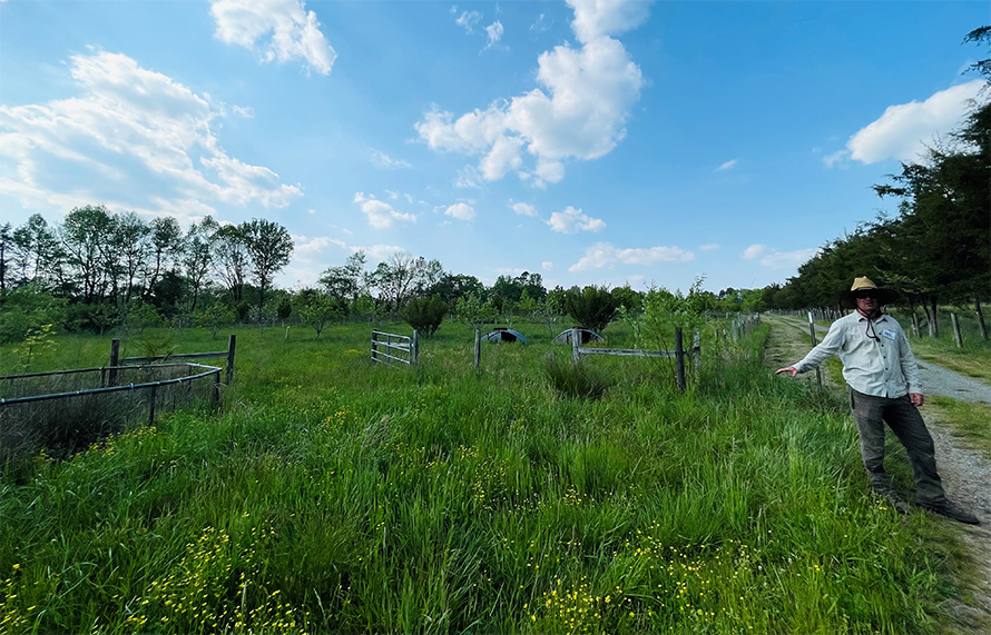 Bobby Tucker grows native grasses and fruit trees at Okfuskee Farms in Siler City, North Carolina.