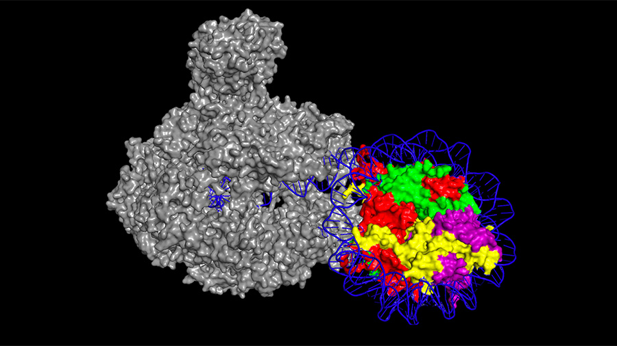 Transcriptional regulation by chromatin and RNA polymerase