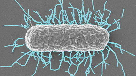 Differences in pili structure modulate bacterial behavior
