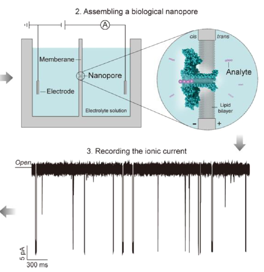 A figure from a paper Yi-Tao Long’s lab recently published shows a schematic diagram of the instrument used to read current through a nanopore, and an example of the ionic current such an instrument might read. The duration and amplitude of each current change (downward spike) gives researchers information about the analytes passing through the pore.