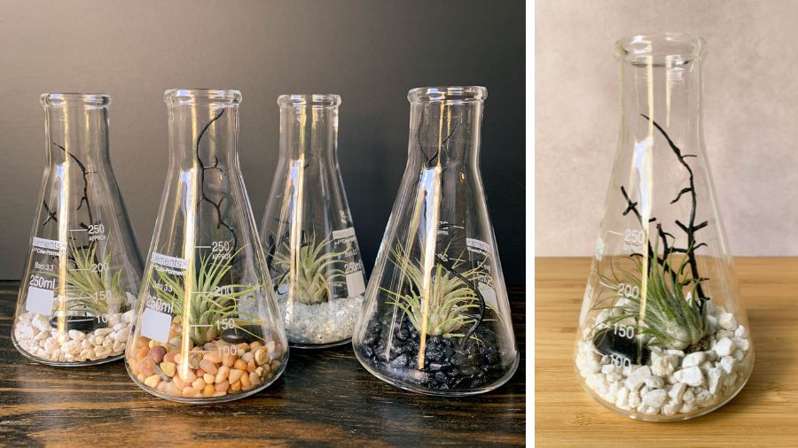 Turn an Erlenmeyer flask into a lovely terrarium for an air plant (Tillansdia) with this kit from Kim & Kimberly at Etsy.com.