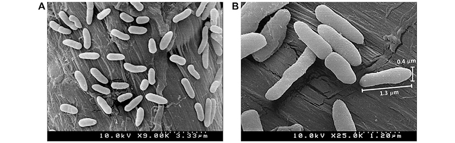 A strain of bacteria in the genus Serratia (shown) that scientists isolated from the gut of the darkling beetle Plesiophthalmus davidis, can break down polystyrene and might be a good candidate for dealing with polystyrene waste. The beetles typically feed on rotten wood.