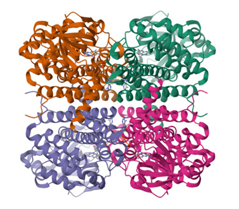 Shown is a crystal structure ribbon diagram medium-chain acyl-CoA dehydrogenase. Lauren Hughes’ son suffers from a rare disease caused by a deficiency in this enzyme.
