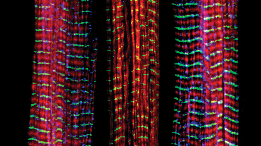 The science of staying strong