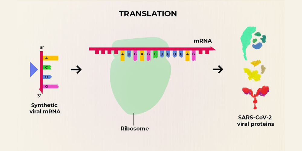 What Are The Advantages Of An Mrna Vaccine For Covid 19