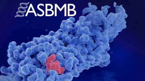 How ASBMB elections work — and what’s changing this year