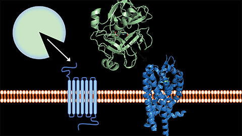 Serine proteases in pericellular proteolysis and signaling