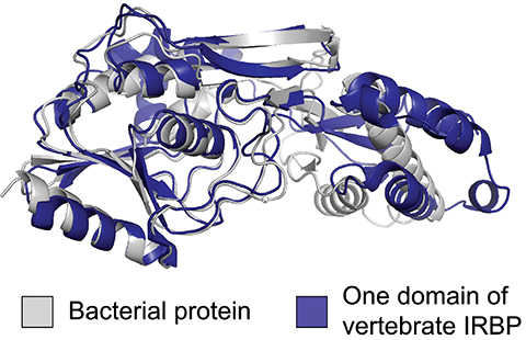 Researchers compared the structure of vertebrate IRBP (blue) with a predicted structure of a similar gene in bacteria.
