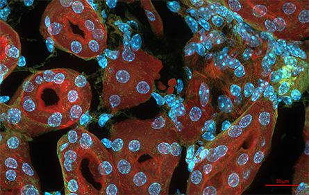Microscopy image of a mouse kidney section.