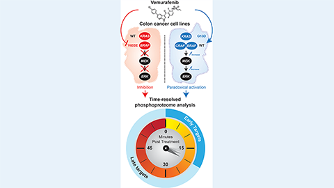 MCP: Deciphering the RAF inhibitor paradox