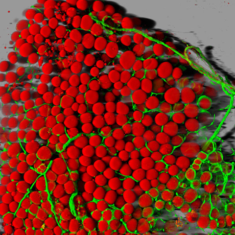A mouse's fat cells (red) are surrounded by a network of blood vessels (green). Fat cells store and release energy, protect organs and nerve tissues, insulate us from the cold and help us absorb important vitamins.