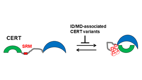 Dysregulation of a lipid transfer protein linked to brain disorders