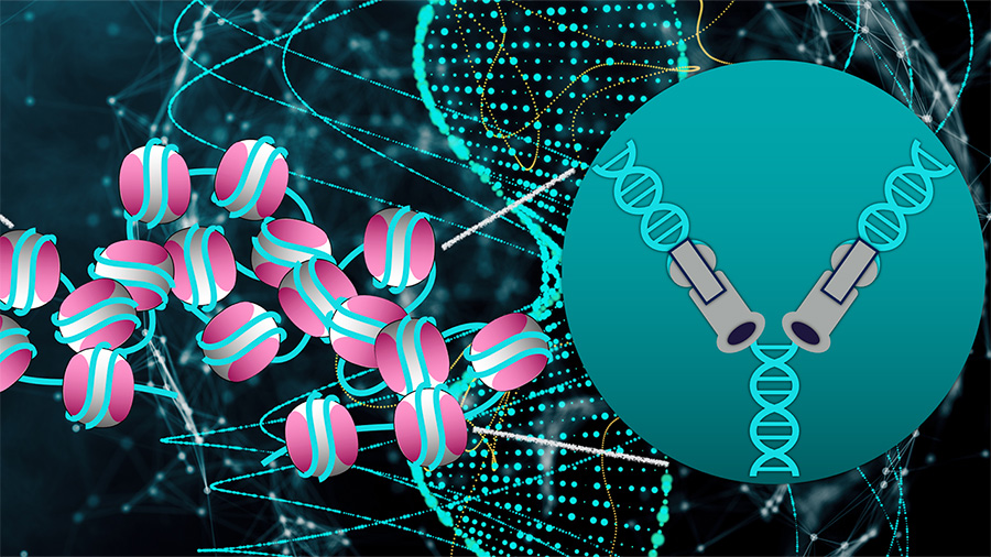 The interplay between epigenetic regulation and genome stability