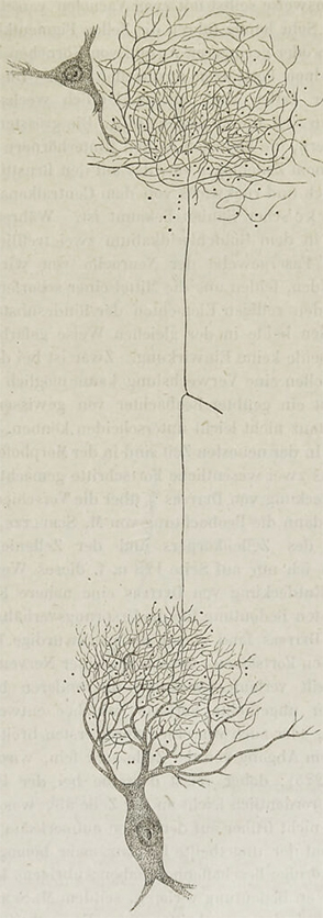 Illustration demonstrating Joseph von Gerlach’s idea of networked nerve cells, from Handbook of the Theory of the Tissues of Humans and Animals, 1871–1872.