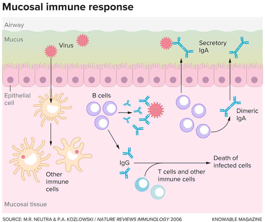 Nasal vaccines induce an immune response concentrated in the mucosal tissues of the airways, where the Covid-19 virus enters the body. Immune cells such as B cells, T cells and others migrate to mucosal tissues, where they can attack invading viruses quickly. B cells in the mucosa also secrete double-pronged IgA antibodies into the mucus lining the airway, where they can help neutralize viruses even before they enter airway cells.