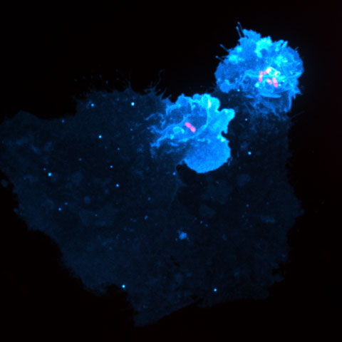When cells are invaded by Salmonella (pink), the lipid PI3,4P<sub>2</sub> (light blue) is very intense around the bacteria.