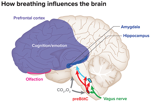 Breathing appears to have far-reaching influences on the brain, including on regions with roles in cognition and emotion, such as the hippocampus, amygdala and prefrontal cortex. These effects may originate from signals generated by the brainstem breathing center, preBötC; from sensory inputs via the vagus nerve or olfactory system; or in response to levels of oxygen (O2) and carbon dioxide (CO2) in the blood.
