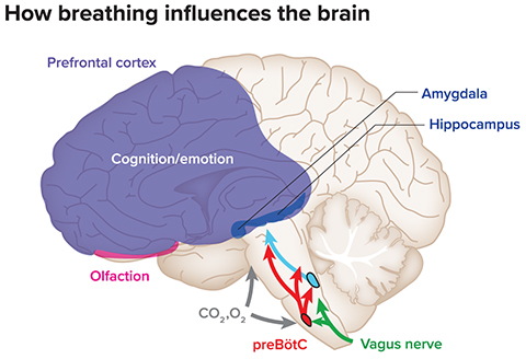 Breathing appears to have far-reaching influences on the brain, including on regions with roles in cognition and emotion, such as the hippocampus, amygdala and prefrontal cortex. These effects may originate from signals generated by the brainstem breathing center, preBötC; from sensory inputs via the vagus nerve or olfactory system; or in response to levels of oxygen (O2) and carbon dioxide (CO2) in the blood.