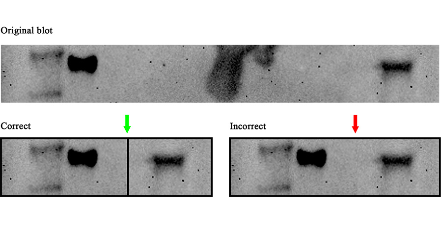 Avoiding common figure errors in manuscript submissions