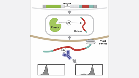 Turning yeast cells into labs for studying drivers of gene regulation