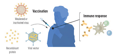 Parts of the viral genetic code, usually encoding proteins found on the virus surface, are used in vaccines to make proteins that stimulate the formation of virus-blocking antibodies. Alternatively, parts of the viral genetic code can be moved to a harmless carrier virus, a “vector.” Before the COVID-19 pandemic, some of the methods for vaccine production used viral vectors, recombinant proteins and inactivated virus.