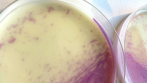Antibiotic sensor directly binds drug in resistant bacteria